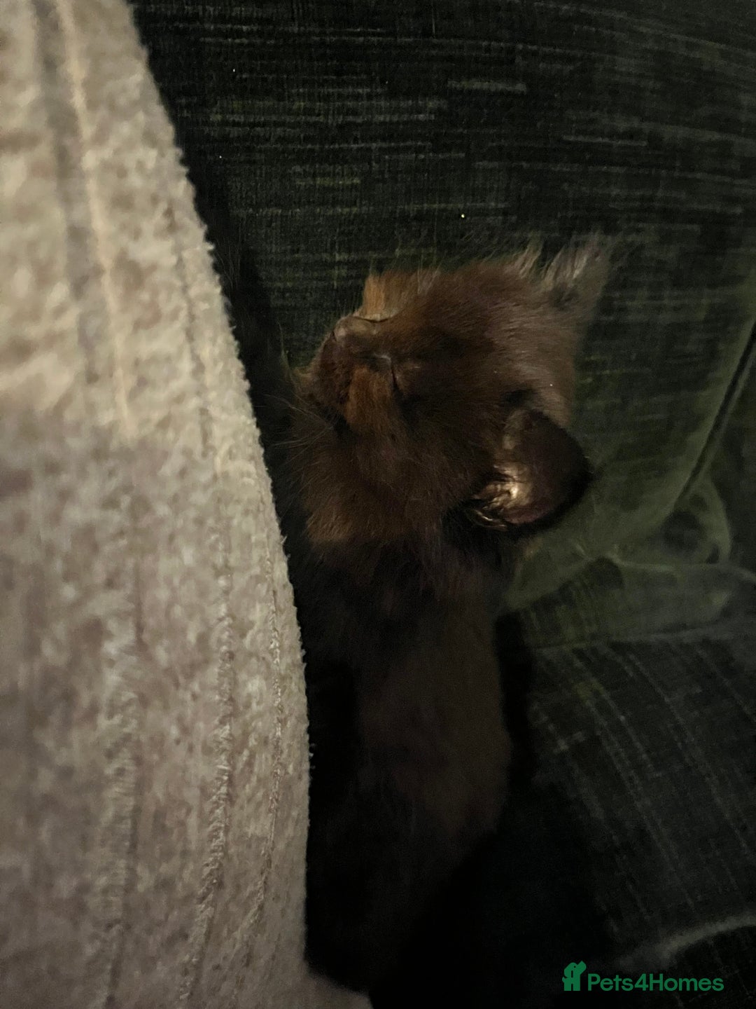 Mixed Breed cats for sale: 3 beautiful kitten looking for a loving new home   - Advert 8