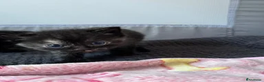 Mixed Breed Kitten 3