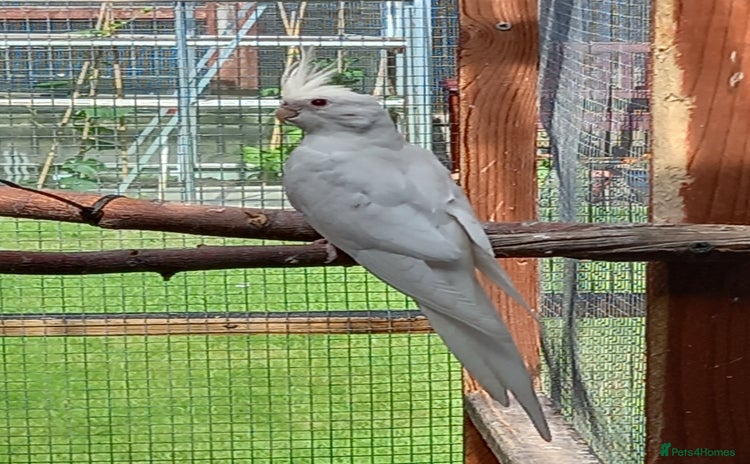 Cockatiels birds - Advert 2