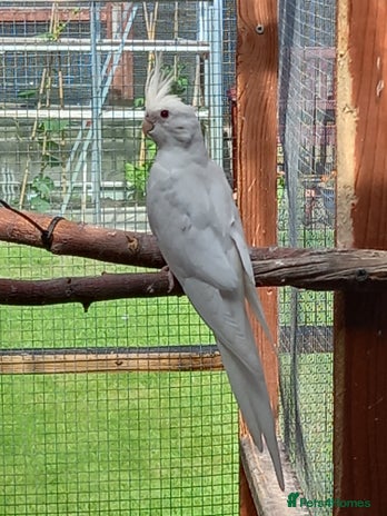 Cockatiels birds - Advert 2