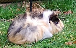 Guinea Pig rodents for sale: Beautiful baby boy  - Image 16