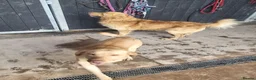 Goldador dogs for sale: Gorgeous F1 Goldador puppies from excellent lines in Kidderminster - Advert 2