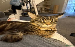 Maine Coon cats for sale: Maine coon - Image 3