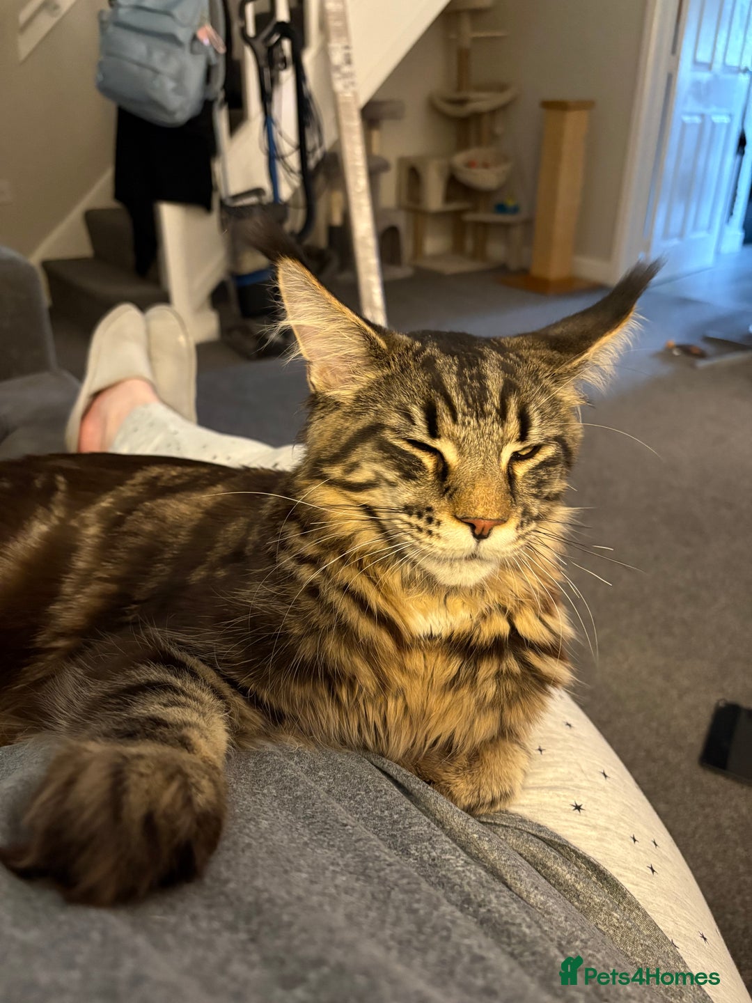 Maine Coon cats for sale: Maine coon - Image 3