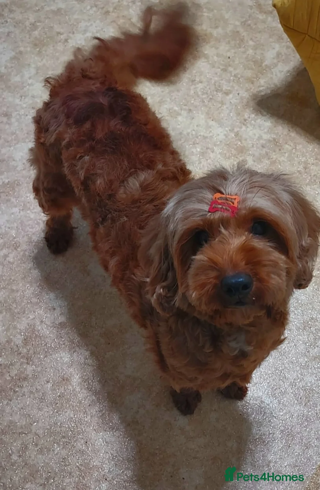 Cavapoo dogs for sale: Cavapoo  - Advert 4