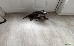 Mixed Breed dogs for sale: Bulldog x Staffie for rehoming.  - Image 3