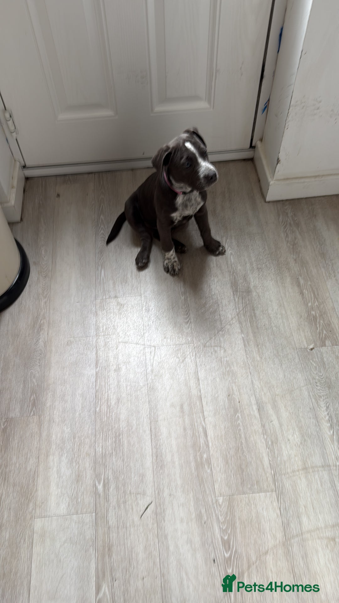 Mixed Breed dogs for sale: Bulldog x Staffie for rehoming.  - Image 3
