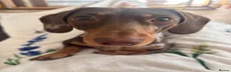 Miniature Dachshund dogs for sale: Oakley in London - Advert 5