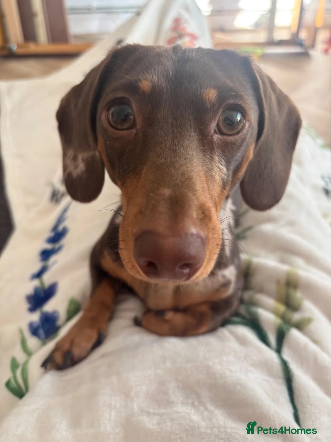 Miniature Dachshund dogs for sale: Oakley in London - Advert 5