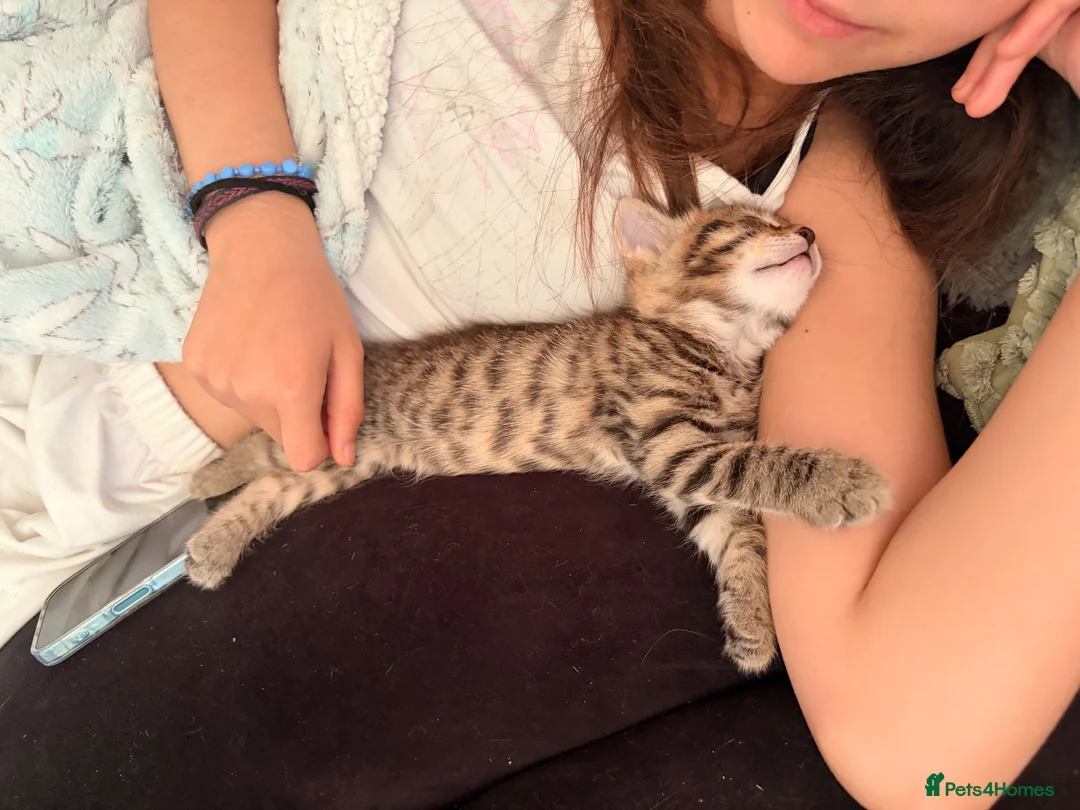 Maine Coon cats for sale: Maine coin x bengal kittens  in Melksham - Advert 17