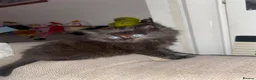 Mixed Breed cats for sale: Four beautiful kittens  in Swansea - Advert 13