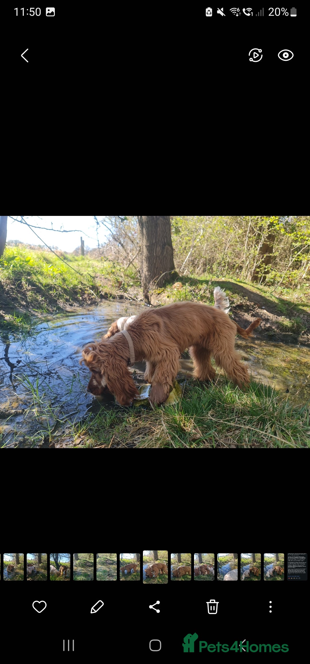Cocker Spaniel dogs for stud: Show Golden Cocker Spaniel Stud - Image 3