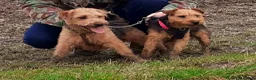 Lakeland Terrier dogs for sale: Stunning Middleton line Lakeland terrier puppies - Advert 11
