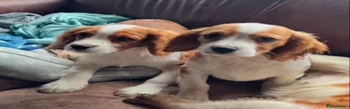 Mixed Breed 2