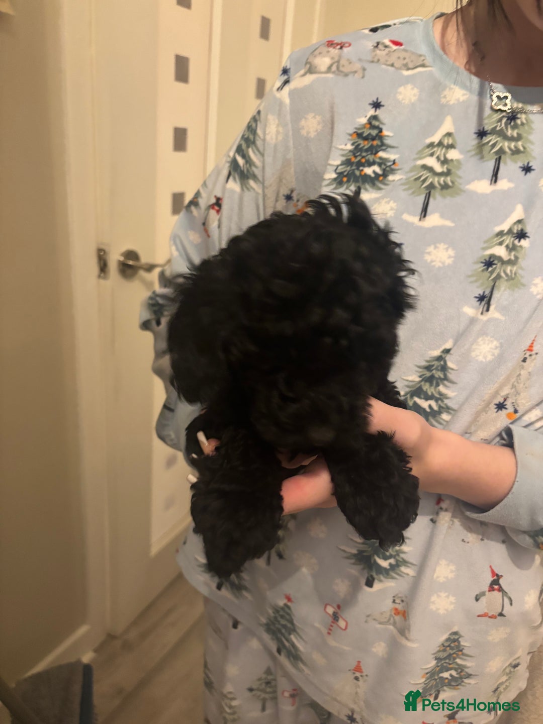 Toy Poodle dogs for sale: Toy poodle boy ready to leave now - Advert 12