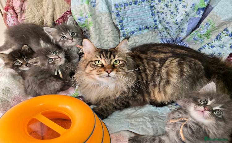 Maine Coon cats - Advert 4