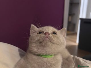 British Shorthair cats 1 Lilac Boy British Shorthair - Advert 10