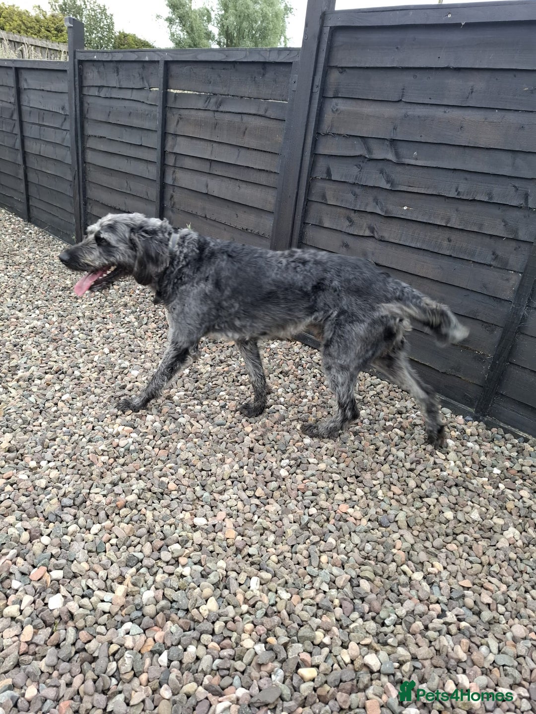 Labradoodle dogs for stud: Bigby - Image 10