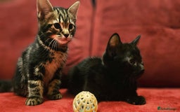 Mixed Breed cats for sale: adorable kittens are looking for a new home - Image 4