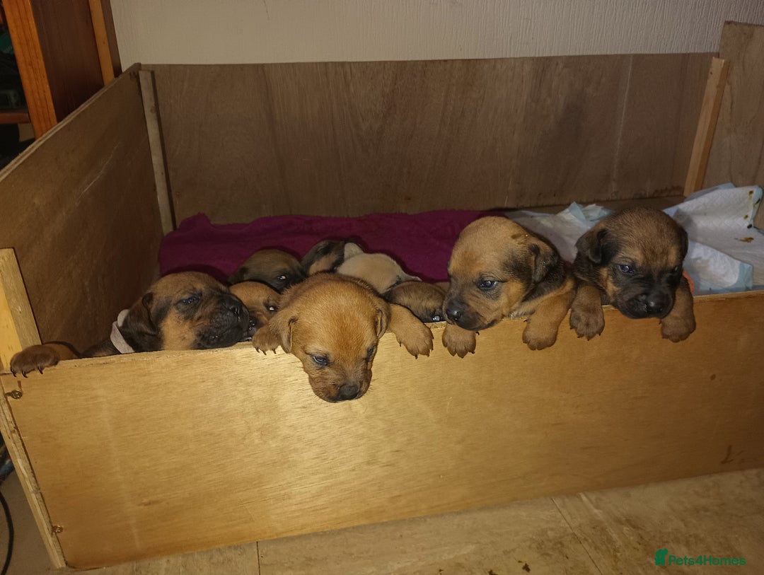Mixed Breed dogs for sale: Mastiff x rottweiler  - Image 6