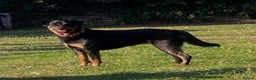 Rottweiler dogs for sale: Rottweiler pups looking for forever homes - Advert 7
