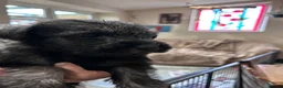 Schnauzer dogs for sale: KC reg Standard Schnauzers pepper & Salt - Advert 3