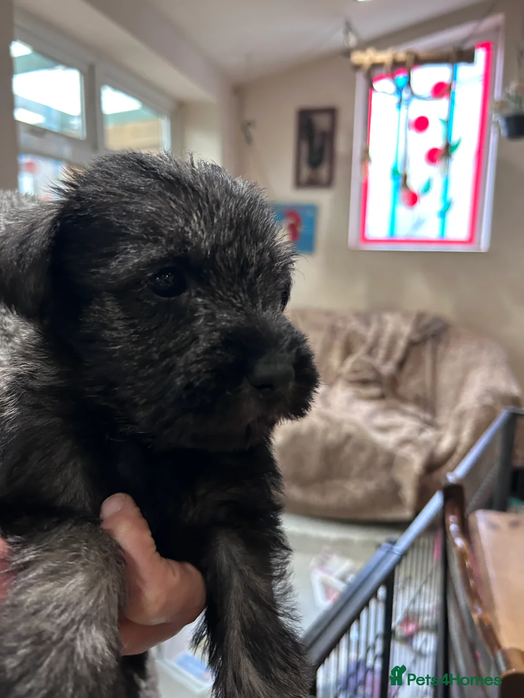 Schnauzer dogs for sale: KC reg Standard Schnauzers pepper & Salt - Advert 3