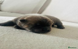 Chow Chow dogs for sale: Gorgeous Chow Chow Puppies Raised in a loving Home - Image 3