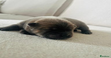 Chow Chow dogs - Advert 15