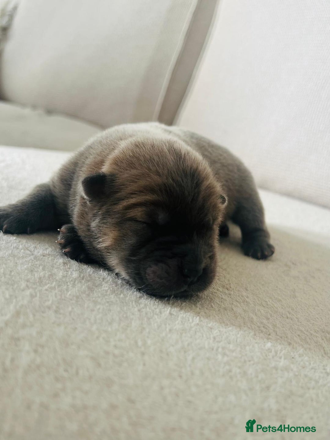 Chow Chow dogs for sale: Gorgeous Chow Chow Puppies Raised in a loving Home - Image 3