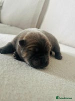 Chow Chow dogs - Advert 4