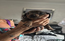Miniature Dachshund dogs for sale:  Beautiful cute Miniatures dachshund  in Liverpool - Image 34
