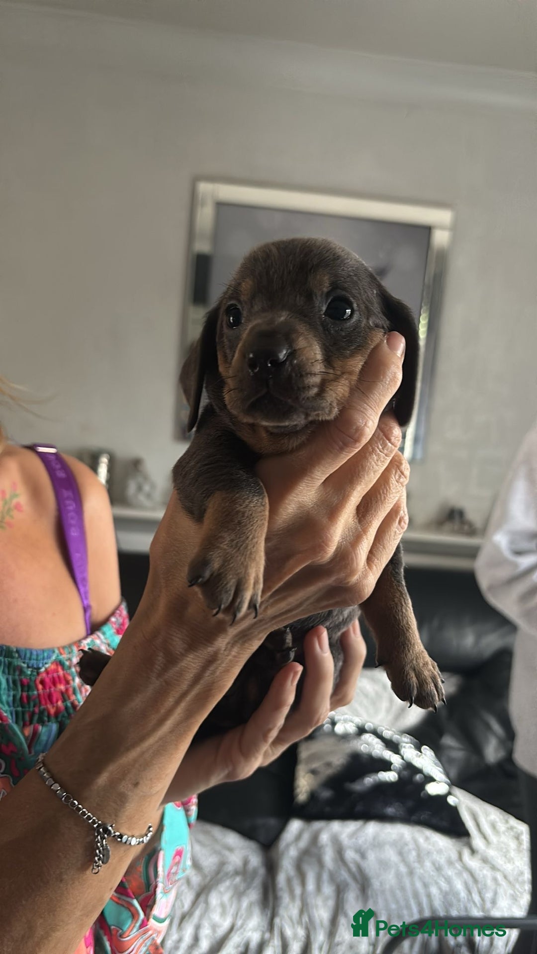 Miniature Dachshund dogs for sale:  Beautiful cute Miniatures dachshund  in Liverpool - Image 34