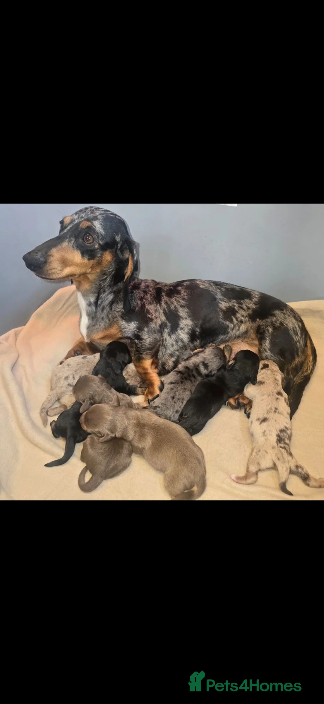 Doxiepoo dogs for sale: Beautiful F1 mixed doxipoo puppies  - Advert 37