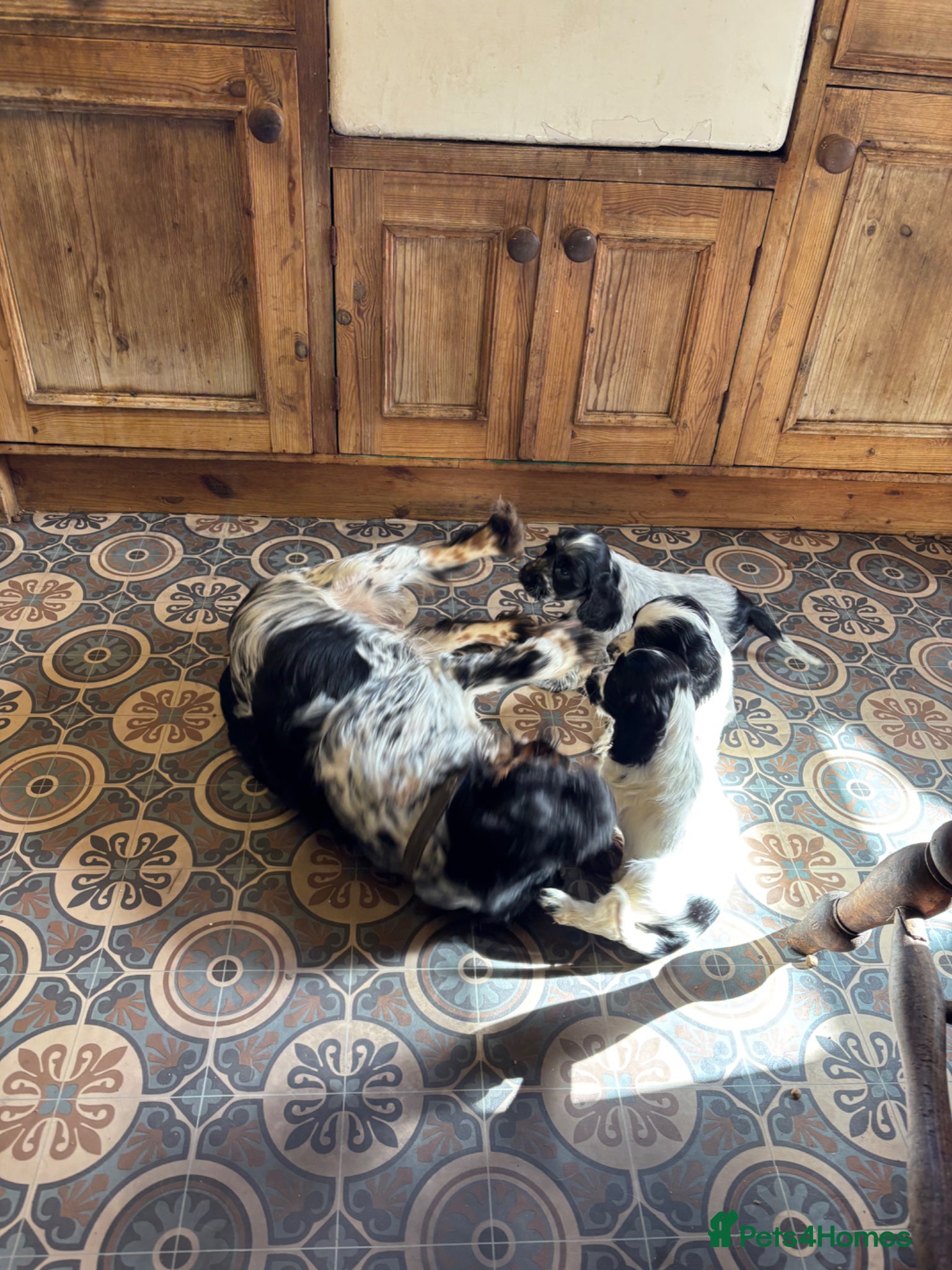 Cocker Spaniel dogs Show Cocker Spaniel Pups - Advert 8