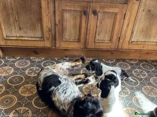 Cocker Spaniel dogs Show Cocker Spaniel Pups - Advert 1