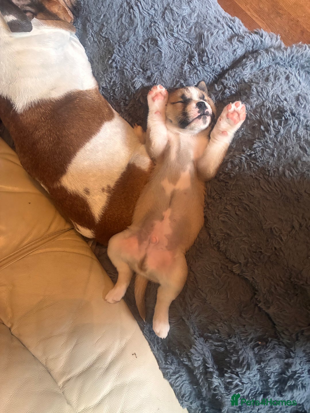 Mixed Breed dogs for sale: Bullimute rare breed ready now  - Advert 9