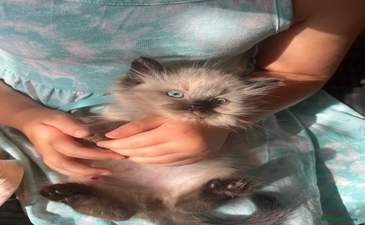 Ragdoll cats - Advert 4