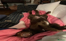 Sprocker dogs for stud: Sprocker Stud - Image 11