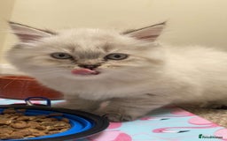 Mixed Breed cats for sale: Sukkar Sukkar Ragdoll x British short hair mix - Image 4