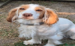 Cocker Spaniel dogs for sale: Lovely little working cocker spaniels - Image 2