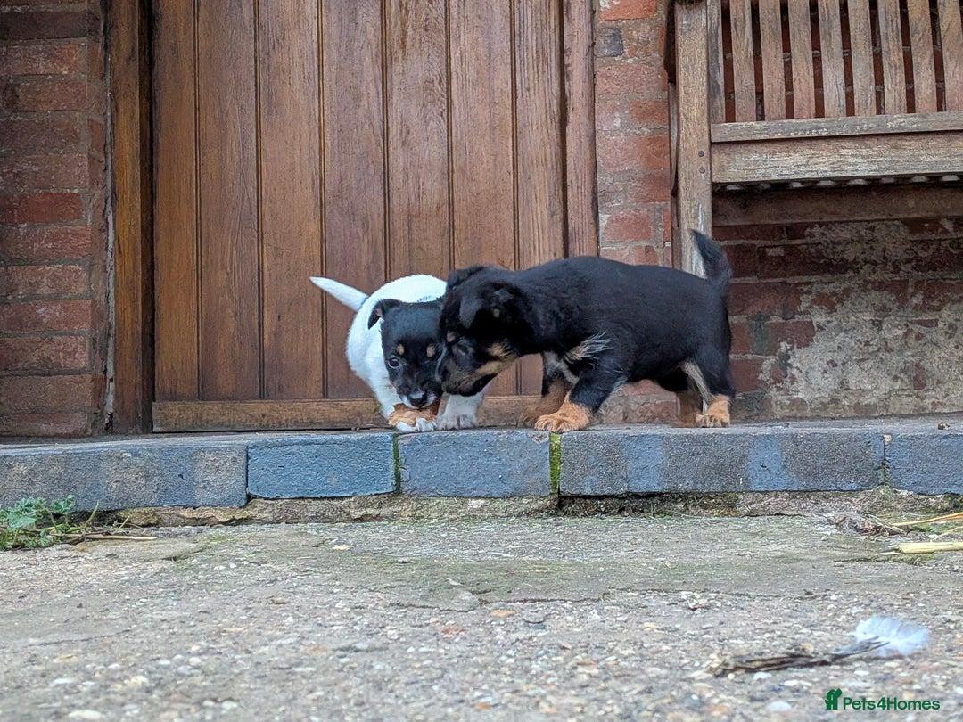 Jack Russell dogs for sale: Jack Russel Puppies for sale - Advert 13