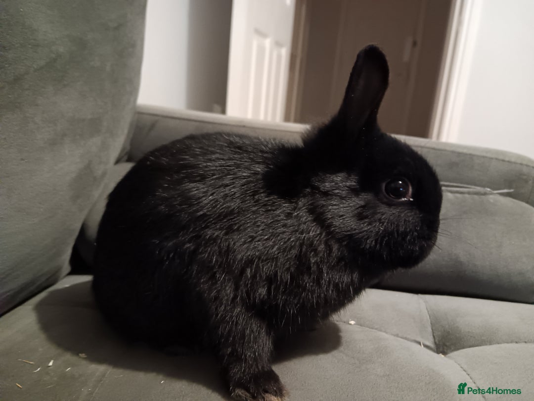 Netherland Dwarf rabbits for sale: Netherland dwarf ,,《show stock》 - Advert 4