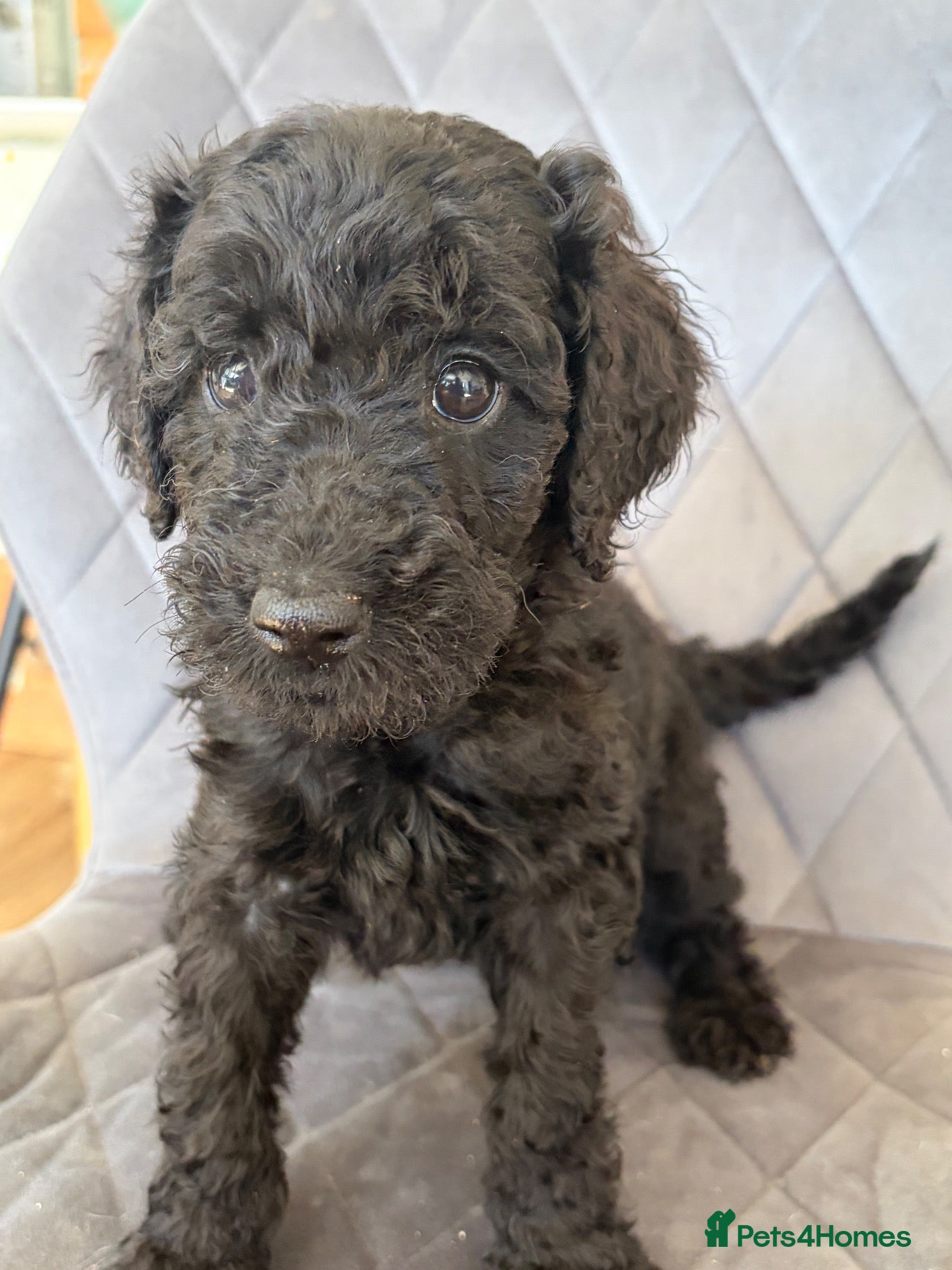 Labradoodle dogs READY NOW Multigen labradoodle puppies - Advert 13