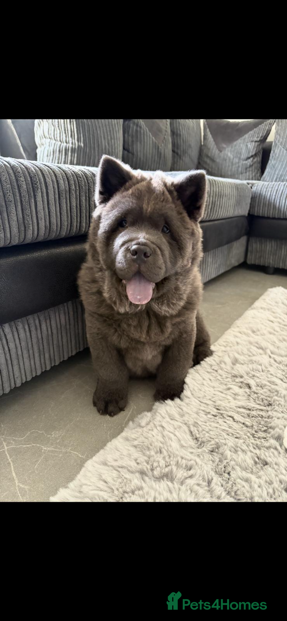 Chow Chow dogs Chow chow - Advert 1