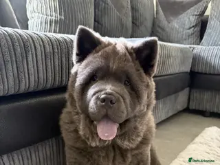 Chow Chow dogs Chow chow - Advert 1