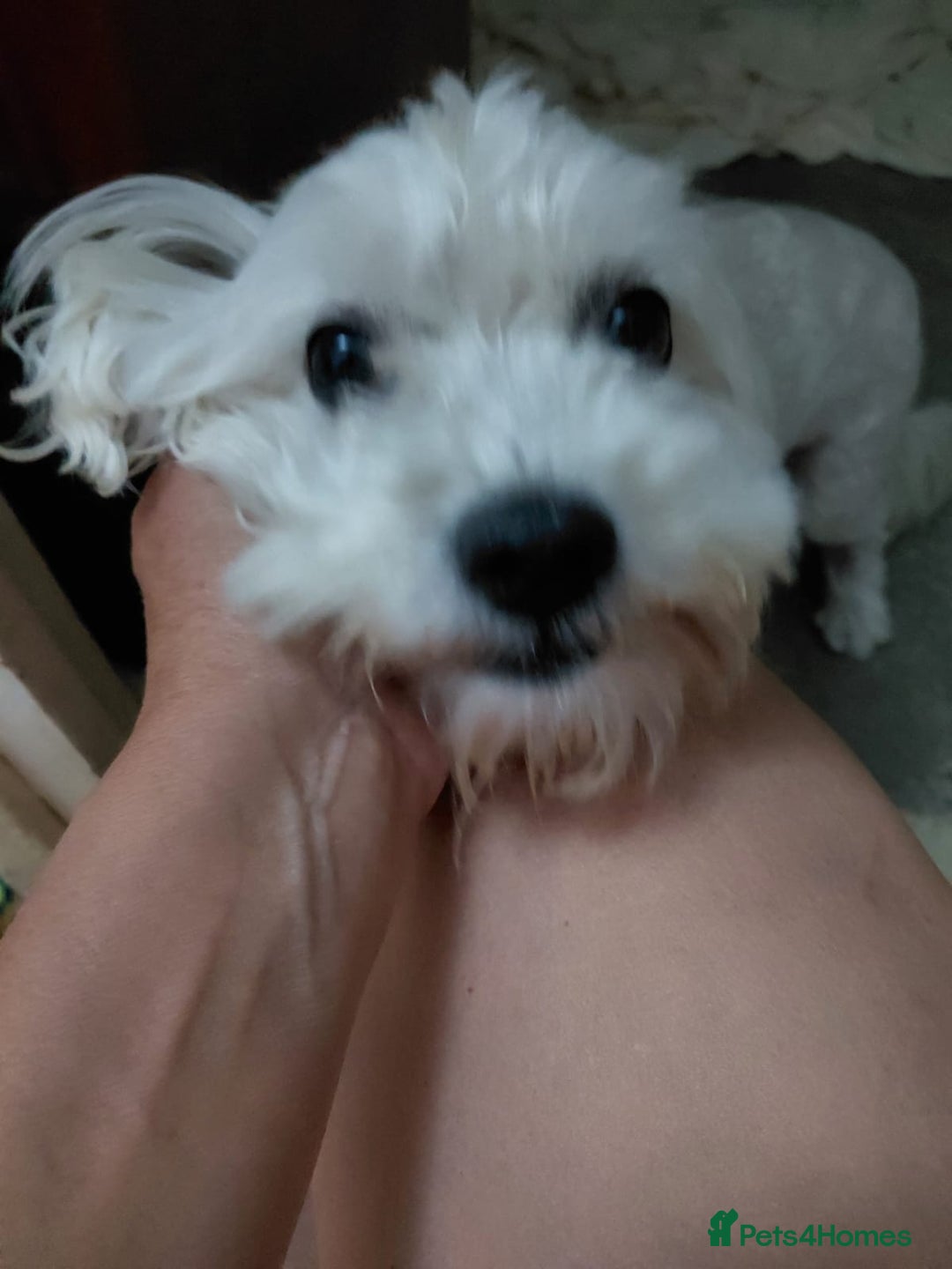 Bichon Frise dogs for adoption: ALBANO, a Lovely Bichon Boy - for a Loving Home - Image 17