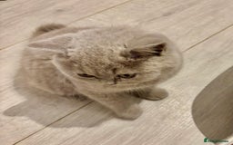 British Shorthair cats for sale: 💙GCCF MALE BSH KITTENS OUTSTANDING CHAMPION LINES - Image 21