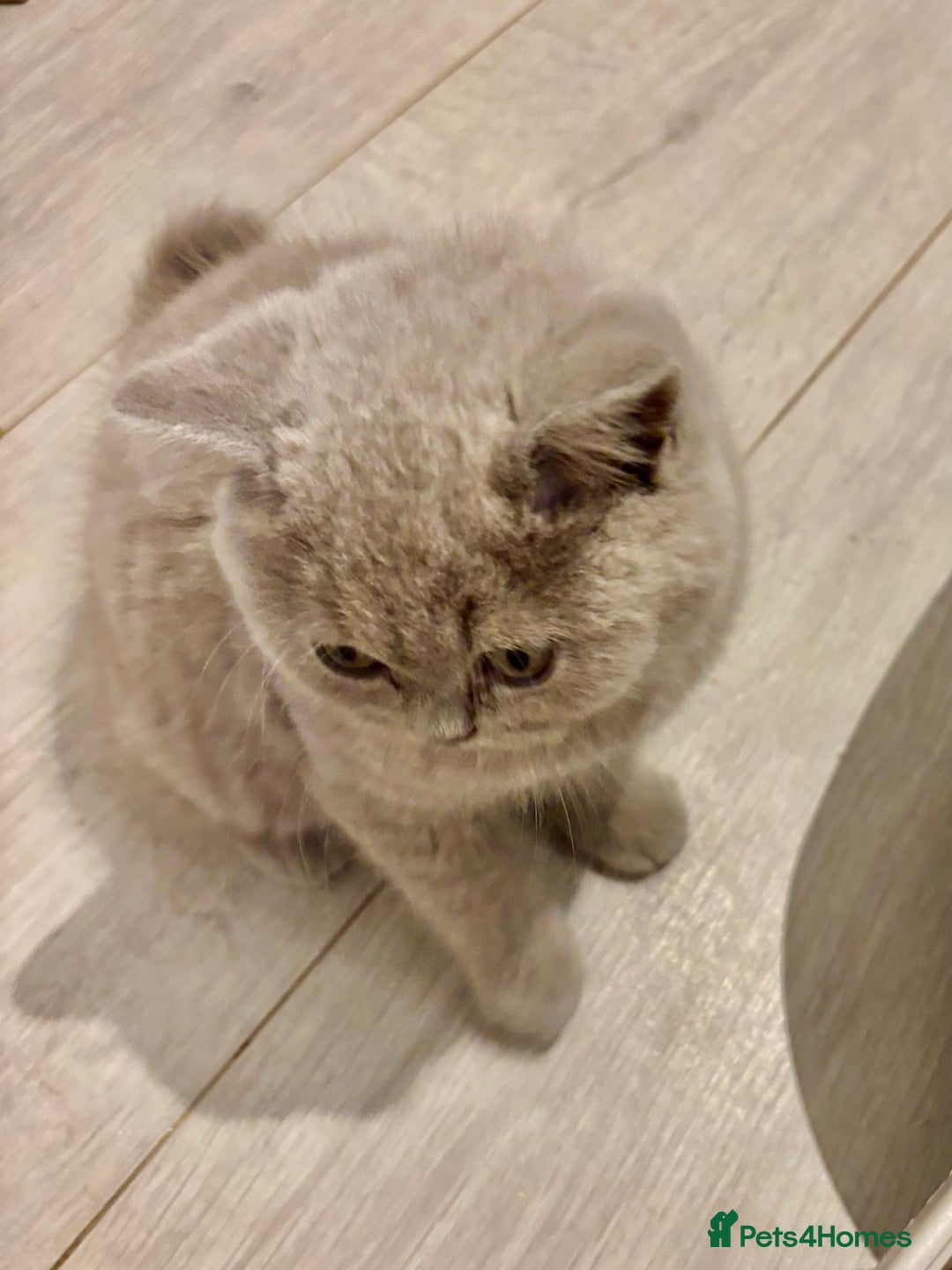 British Shorthair cats for sale: 💙GCCF MALE BSH KITTENS OUTSTANDING CHAMPION LINES - Image 21