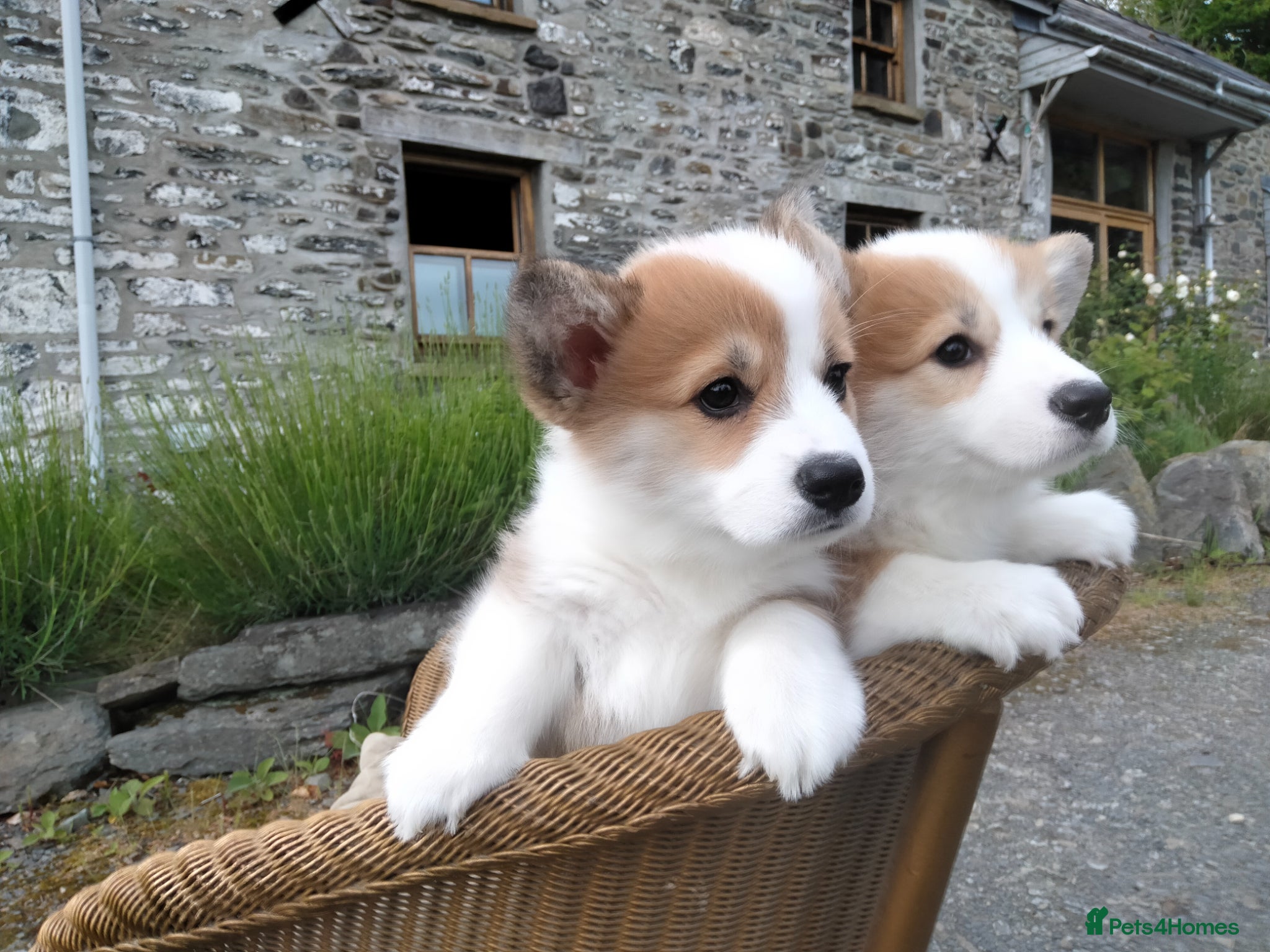 Welsh Corgi Pembroke dogs for sale: Beautiful Pedigree Red & White corgi pups  - Advert 2